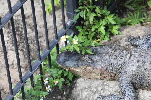 ワニ ワニ,動物,動物園の写真素材