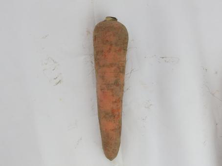 にんじん 土付き野菜の写真