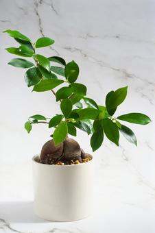 キレイなガジュマル キレイなガジュマル 観葉植物,常緑高木,インテリアの写真素材