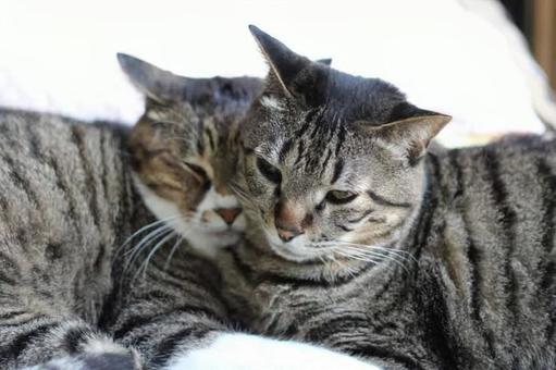 仲良し 仲良しの写真