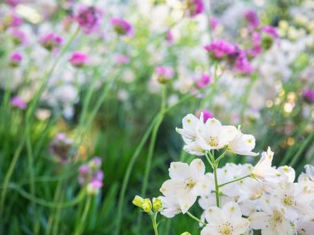 白い花とやさしい光の写真