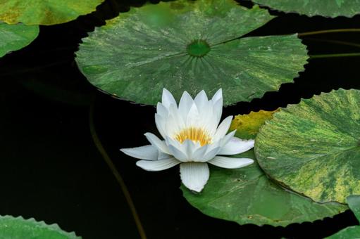 純白の睡蓮と緑の葉 花,水,スイレンの写真素材