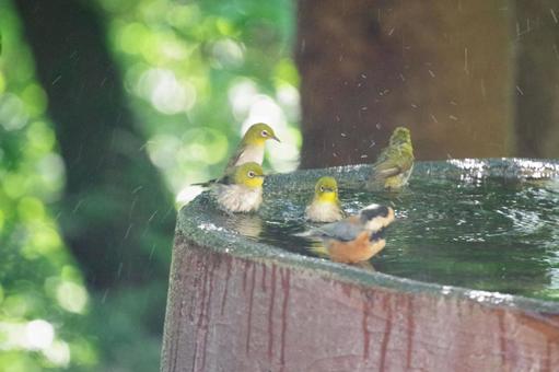 メジロとヤマガラの水浴びの写真