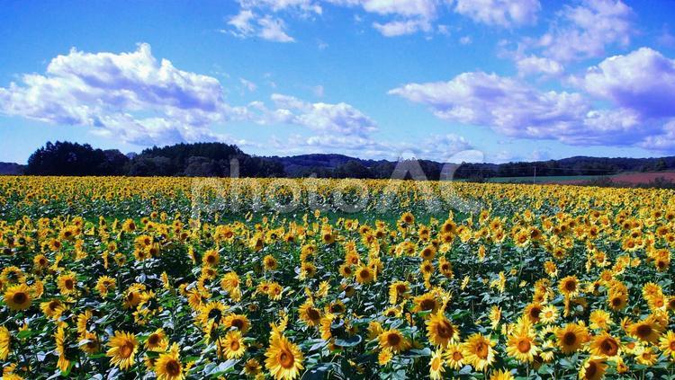 ひまわり畑の絶景 ひまわり,向日葵,きいろの写真素材