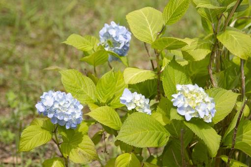 紫陽花 紫陽花の写真