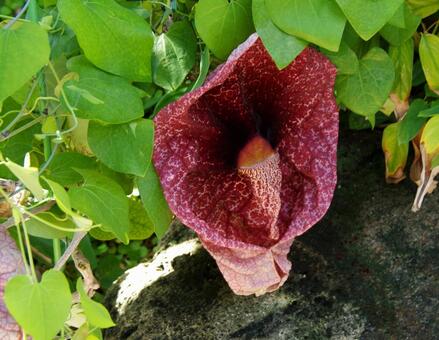 アリストロキア・ギガンテア アリストロキア,ギガンテア,巨花馬兜鈴の写真素材