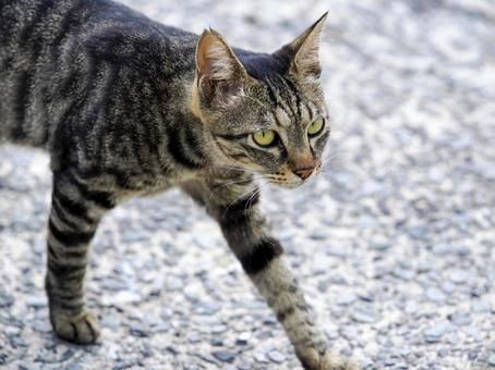 猫のいる風景 猫,野良猫,哺乳類の写真素材
