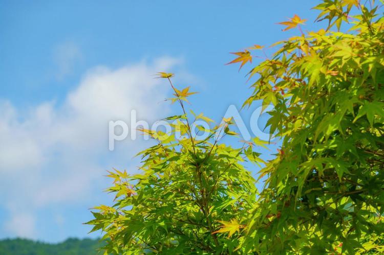 青空に映える新緑のもみじ もみじ,新緑,春の写真素材