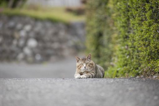 道端で伏せている野良猫 猫,ネコ,野良猫の写真素材