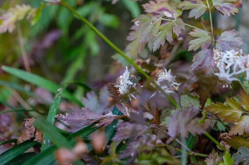 森の地面に咲くセリバオウレンと紅葉した葉 セリバオウレン,山野草,花の写真素材