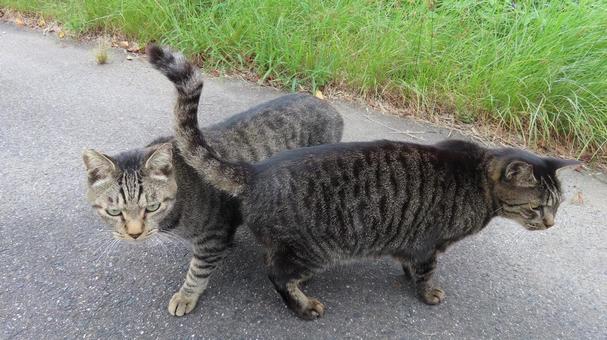 鉄壁のパトロールを行うもふもふな猫様たち 鉄壁のパトロールを行うもふもふな猫様たち 猫,キジトラ,パトロールの写真素材