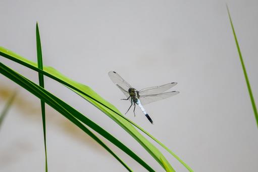 Photo, dragonfly, shicharatombo, insect, 