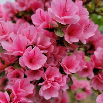 ツツジ花 ツツジ花の写真