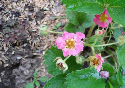 苺の赤い花 苺の赤い花の写真