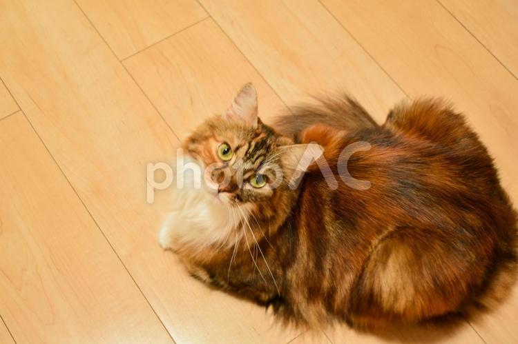 こちらを見上げてくる猫 猫,長毛,長毛種の写真素材