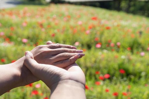 春の花畑で手を重ねるカップル② 春の花畑で手を重ねるカップル② 恋人,カップル,手をつなぐの写真素材