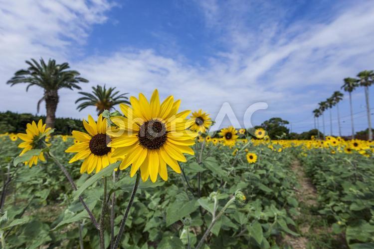 ひまわり畑31（田原市） ひまわり,花,ひまわり畑の写真素材