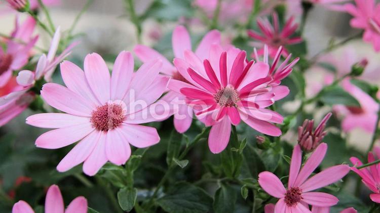 早春の温室で咲くサイネリアの花 シネラリア,サイネリア,キク科の写真素材