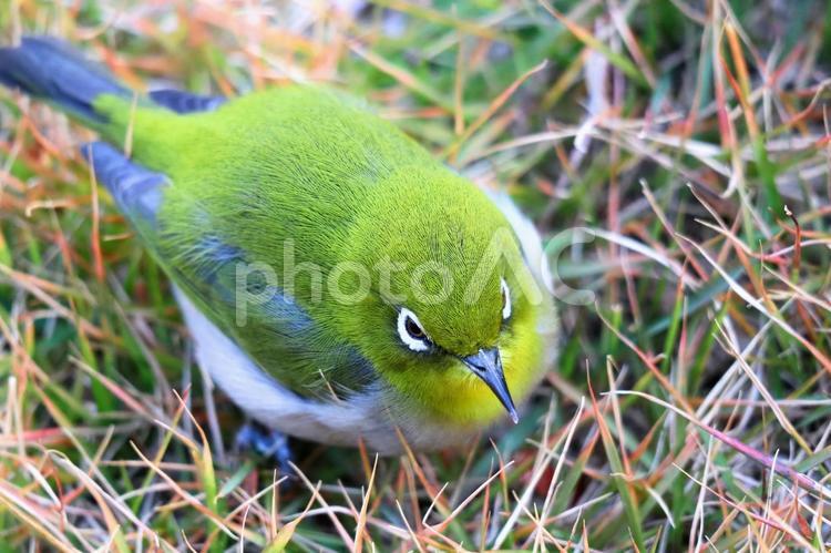 上から落ちてきたメジロ メジロ,目白,鳥の写真素材