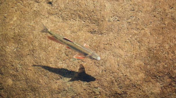 Photo, oikawa, chuan fish, fishing, 