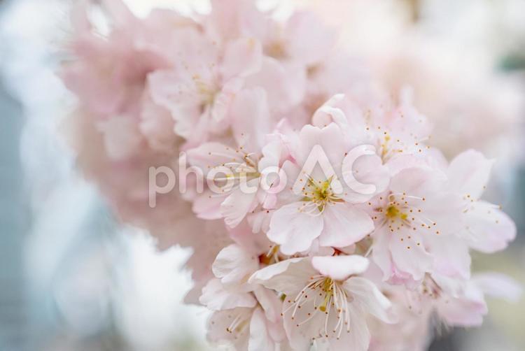 桜の花/サクラ/桜と青空/春の背景画像 桜,さくら,サクラの写真素材