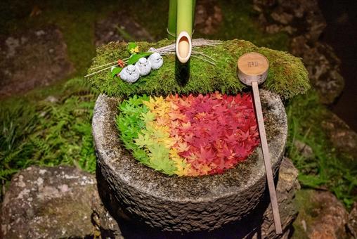 グラデーションが美しい楊谷寺の花手水 グラデーションが美しい楊谷寺の花手水 紅葉,花手水,秋の写真素材