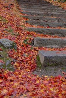 Fallen leaves stairs, JPG