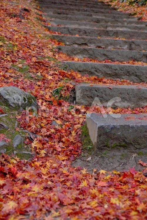 落ち葉の階段 落ち葉,紅葉,もみじの写真素材