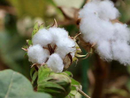 わた わた,ワタ,コットンの写真素材