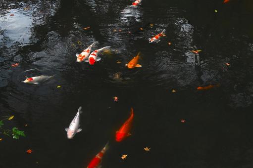 堀の池を泳ぐ綺麗なニシキゴイ 堀の池を泳ぐ綺麗なニシキゴイ 錦鯉,魚,鯉の写真素材