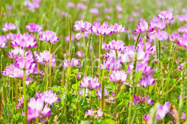 春の花～れんげ畑 れんげ,蓮華の花,蓮華畑の写真素材