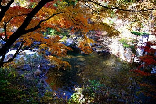 渓流と紅葉する木々 渓流と紅葉する木々 渓流,川,水の写真素材