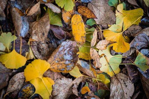 北海道　札幌市の紅葉 北海道,北,札幌市の写真素材