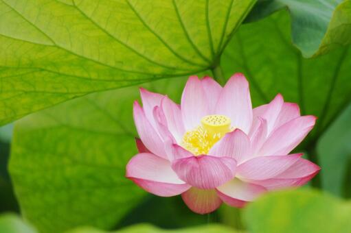 古代蓮-67 古代蓮-67 ハス,大賀蓮,ピンクの写真素材