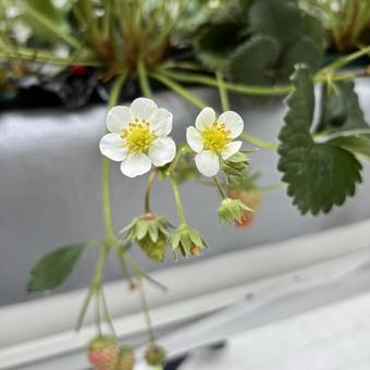 いちごの花 いちごの花 いちご,いちご狩り,いちごの花の写真素材