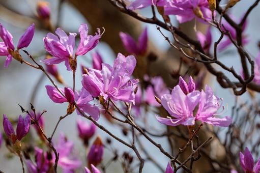 春の訪れを告げるつつじの花の写真