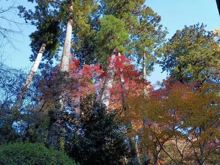 秋の紅葉02 秋,山,木の写真素材