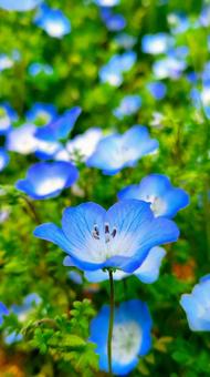 Nemophila, JPG