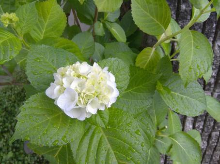 紫陽花 雨上がり 紫陽花 雨上がりの写真