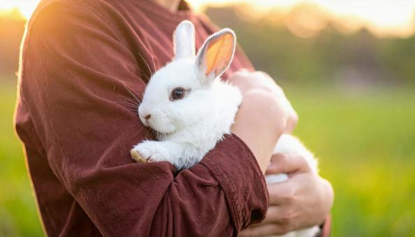 うさぎとの触れ合いの写真