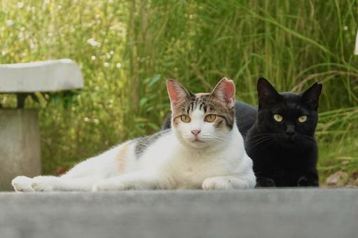 仲良しの猫たち 仲良しの猫たち ネコ,保護猫,猫の写真素材