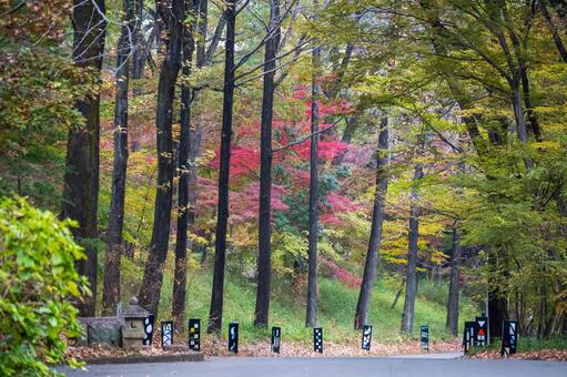 規則的に植樹された広葉樹とオブジェ 黄色,環境保護,農業の写真素材