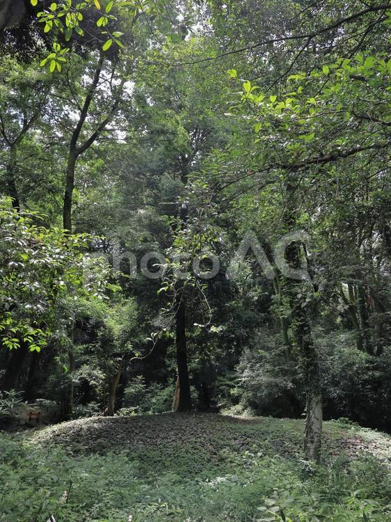 京の涼さがし 風景,夏,夏イメージの写真素材