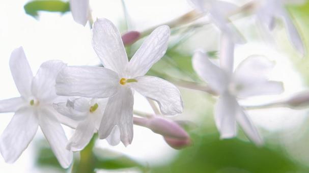 ジャスミン-117 ジャスミン,ハゴロモジャスミン,白の写真素材