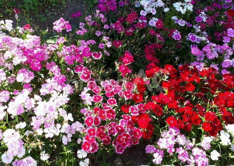 なでしこ　ダイアンサス　花壇 ナデシコ,なでしこ,撫子の写真素材