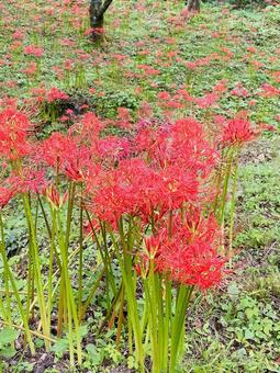 彼岸花 彼岸花の写真