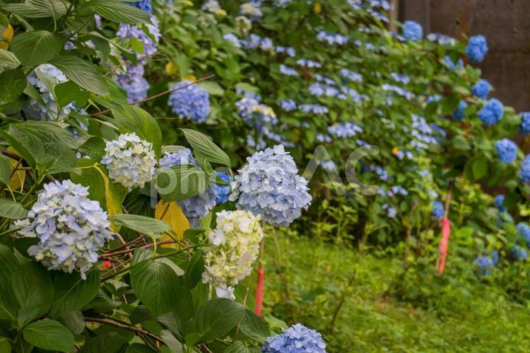 色とりどりのアジサイの花房 アジサイ,花,クローズアップの写真素材