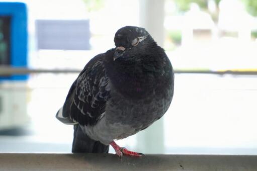 街中の手すりで休む鳩4　鳩素材　風景 ハト,キジバト,土鳩の写真素材
