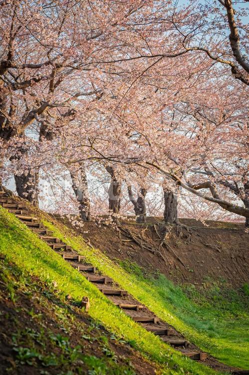 北海道　函館五稜郭公園の春 北海道,hokkaido,公園の写真素材