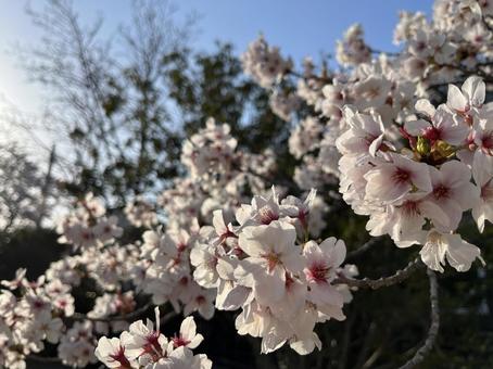 桜 桜 春,フラワー,flowerの写真素材